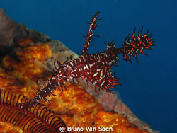 Ghost Pipe Fish by Bruno Van Saen 